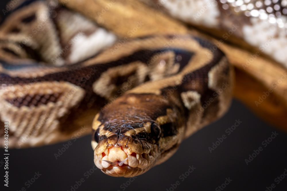 Royal Python (Python regius) Studio Photography Royal Python (Python regius) Studio Photography