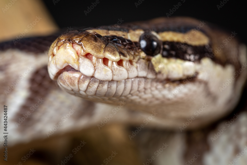Obraz premium Royal Python (Python regius) Studio Photography