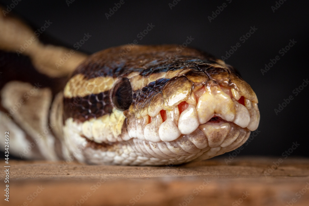 Royal Python (Python regius) Studio Photography Royal Python (Python regius) Studio Photography