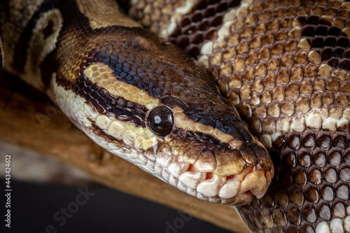 Royal Python (Python regius) Studio Photography