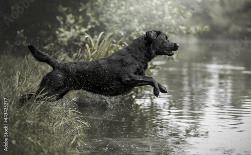 Labrador im Wasser