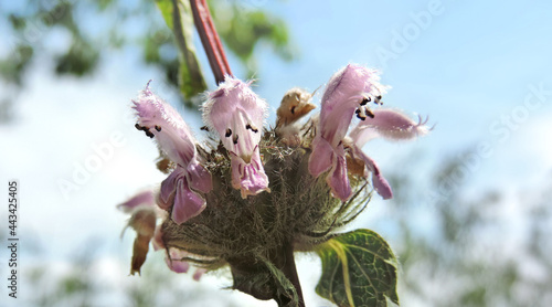 Close up summer wild flower pink Phlomoides tuberosa, medicinal tuberous zopnik,  Ognevik tuber, photo