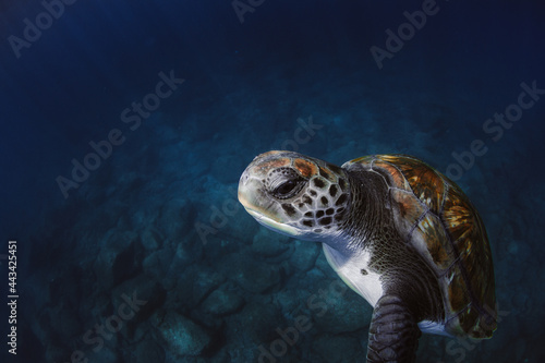 Green turtle swimming in blue sea photo