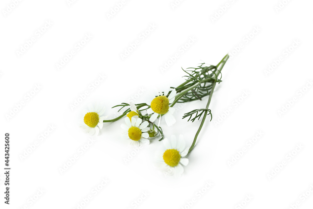 Beautiful chamomile flowers isolated on white background - obrazy, fototapety, plakaty 