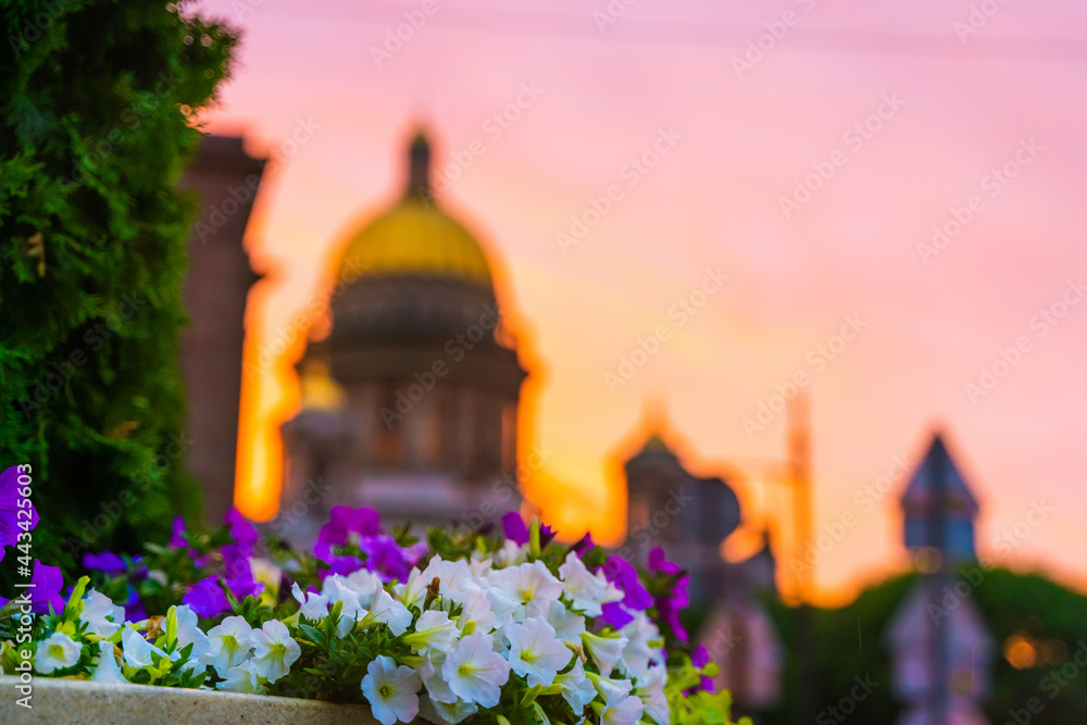 Beautiful view of the blurred St. Isaac's Cathedral, photographed through flowers during a bright sunset, St. Petersburg