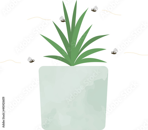 観葉植物の周りをコバエが飛び回っているイラスト