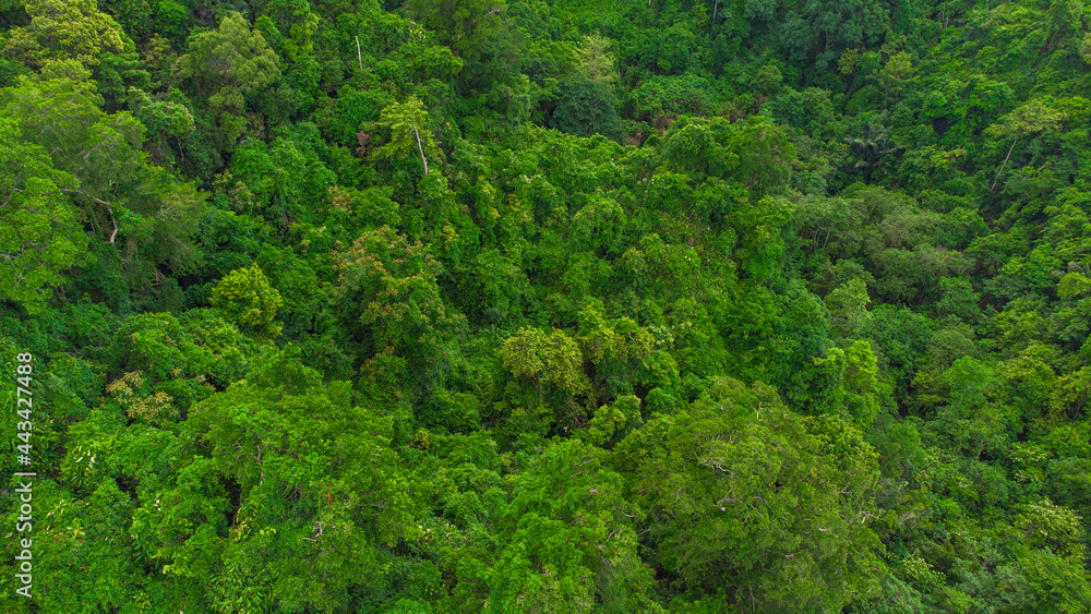 Top-down view of a lush forest with shades of green, highlighting a dense, thriving ecosystem and its natural complexity. Top-down view of a lush forest with shades of green, highlighting a dense, thriving ecosystem and its natural complexity.