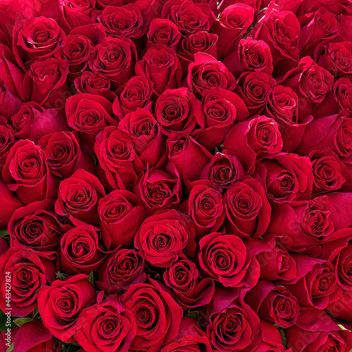 Fresh red roses bouquet  close up. Floral  natural background. Bright image of delicate  magnificent rose flower.