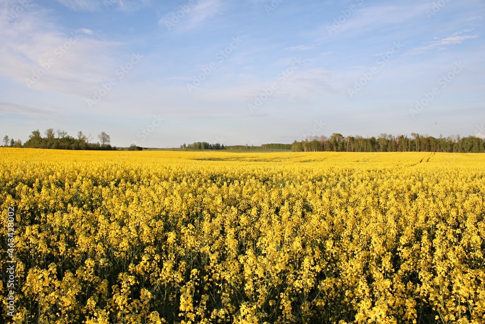 Beautiful endless rapeseed fields blooming with bright yellow flowers in May days