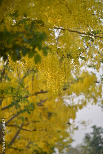Soft Golden shower flower is bloom. It is a flowering plant in the family Fabaceae. It golden yellow color petals flower. Golden shower flower is popular ornamental plant and used in herbal medicine.
