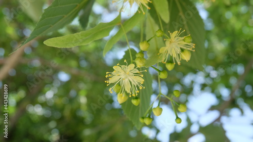 Linden flower, yellow