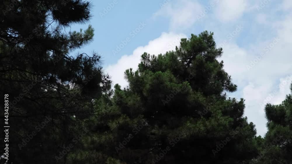 Black Forest and Bright Sky Black Forest and Bright Sky