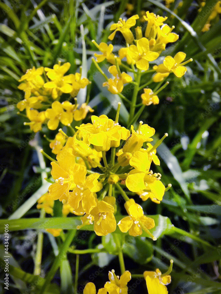 Fototapeta premium Wild yellow flowers