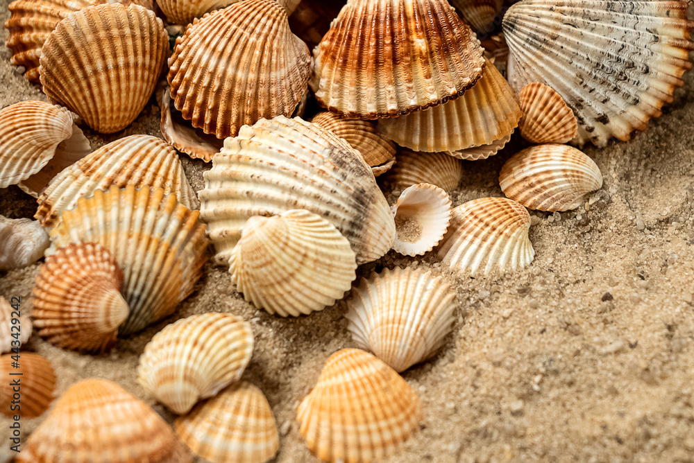Piled scallop sea shells  scatter on sand background