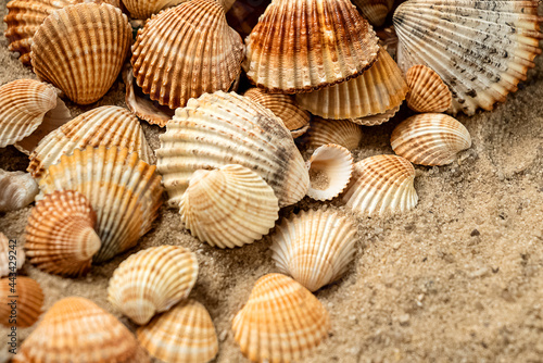 Piled scallop sea shells  scatter on sand background