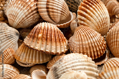 Piled scallop sea shells marine background