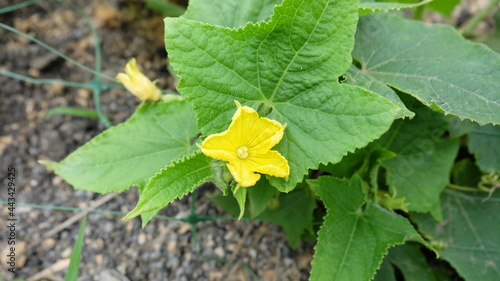 Cucumber, Cucumber flower, Yellow flower, Cucumis sativus
