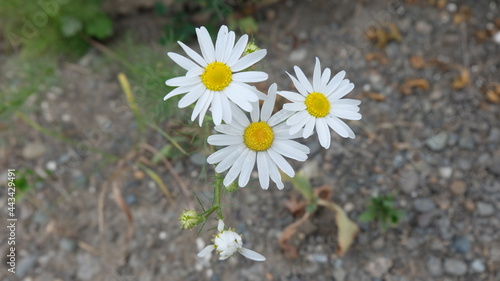 Chamomile pharmacy flower, white flower, Matricāria chamomīlla