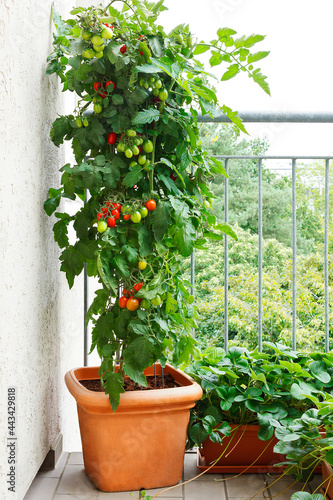 Obraz na plátně Tomato plant with green and red tomatoes in a pot and strawberry plants with off