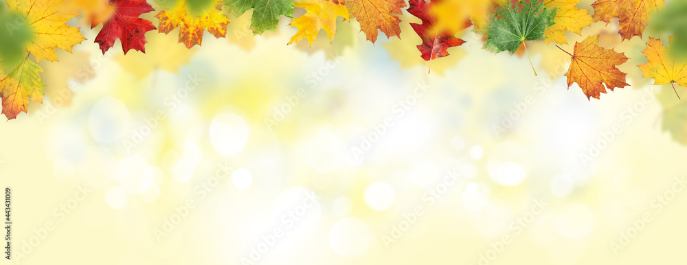 Autumn leaves backdrop Autumn leaves backdrop