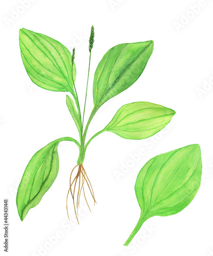 Plantain plant with root and single leaf isolated on white background. Watercolor hand drawing illustration. Perfect for medical design  herbal card.
