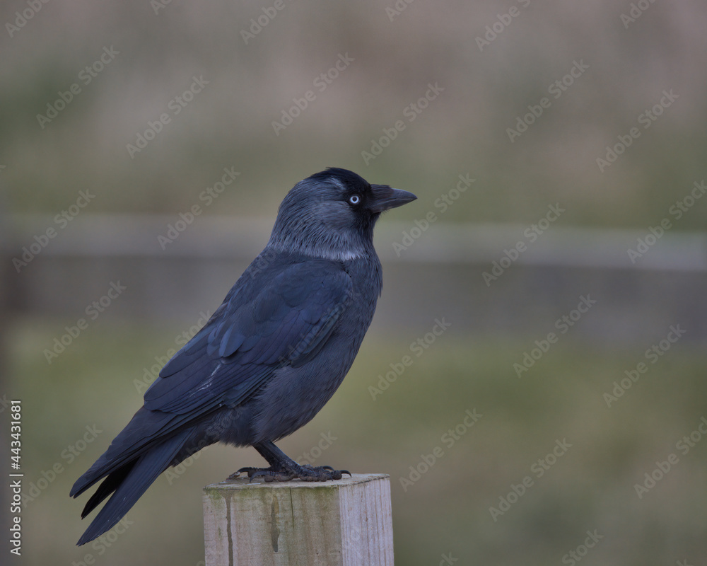 Western jackdaw perched on a fence post. Western jackdaw perched on a fence post.