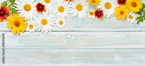 Chamomile flowers background. Garden daisy © karandaev