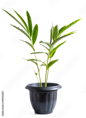 cardamom plant growing in a pot, aromatic plant commonly known as green or true cardamom, expensive spicy, tropical plant isolated on white background