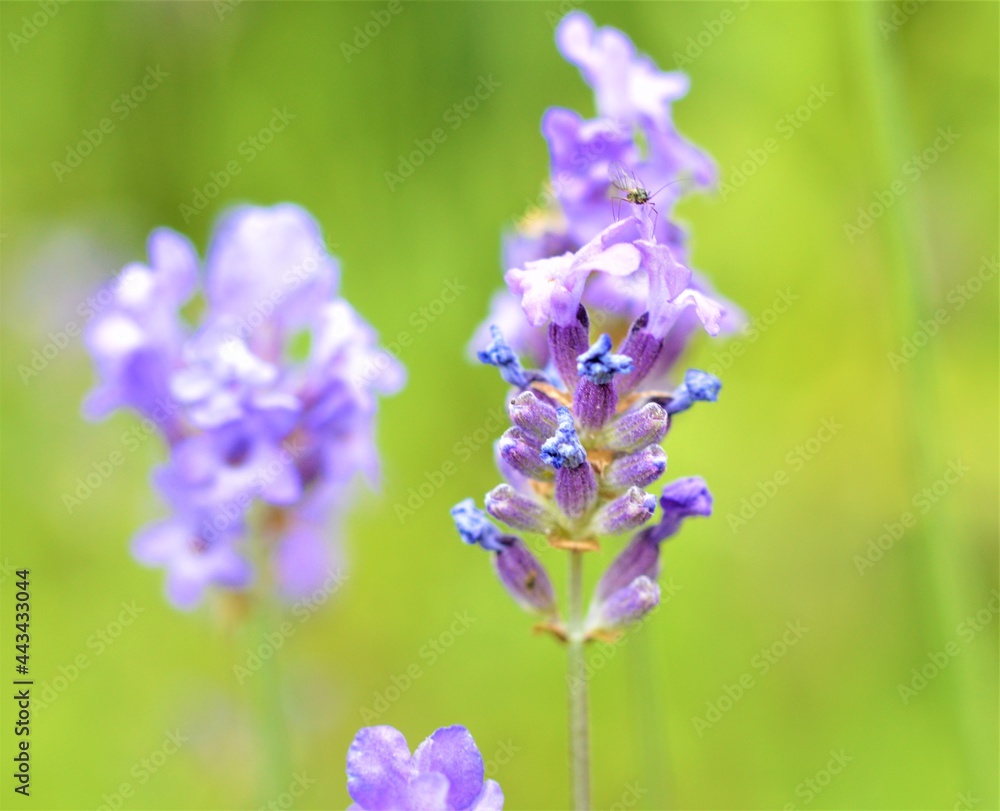 Lavender Flower.