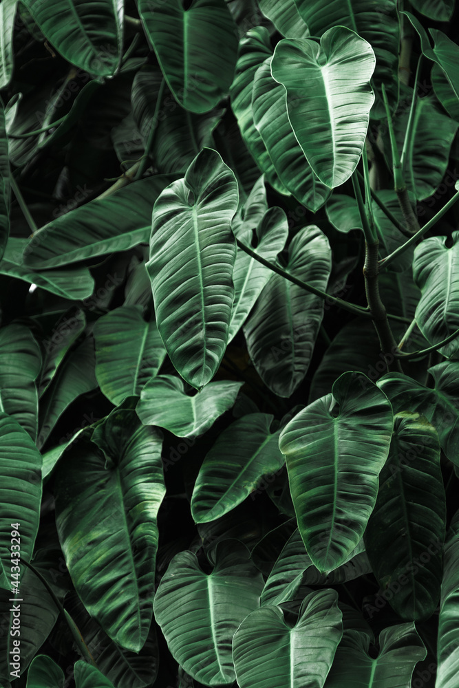 plantas tropicales hojas verdes plantas tropicales hojas verdes