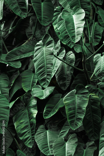 plantas tropicales hojas verdes  © diego