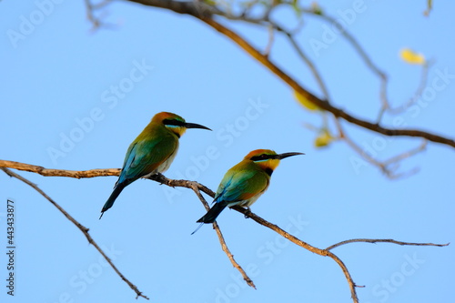 Australia Birds