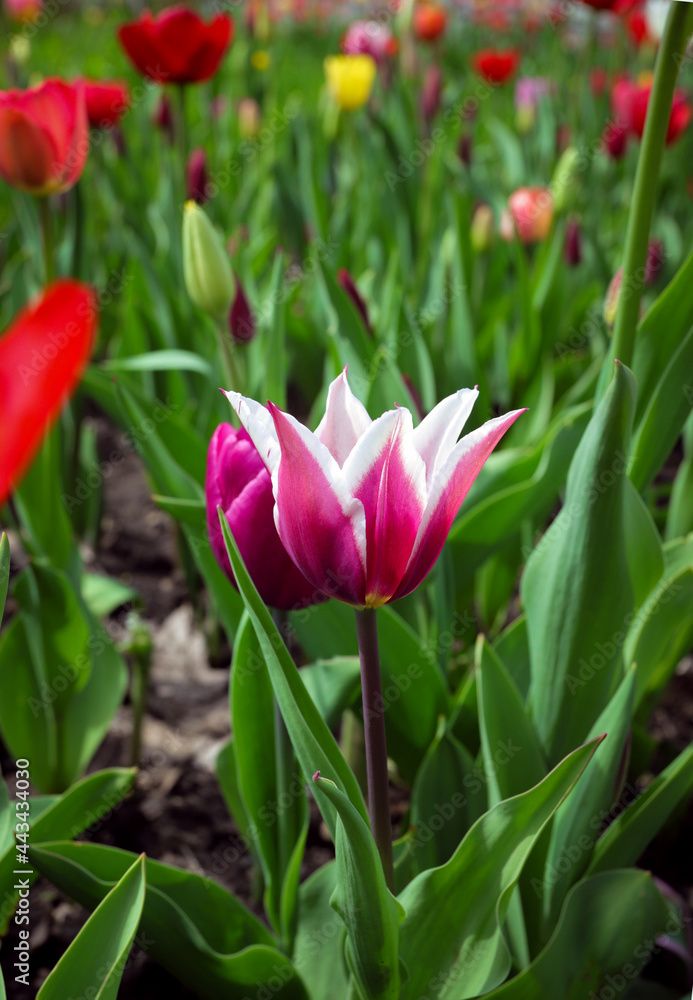 purple-pink tulip with sharp white petals close-up on a background of green leaves