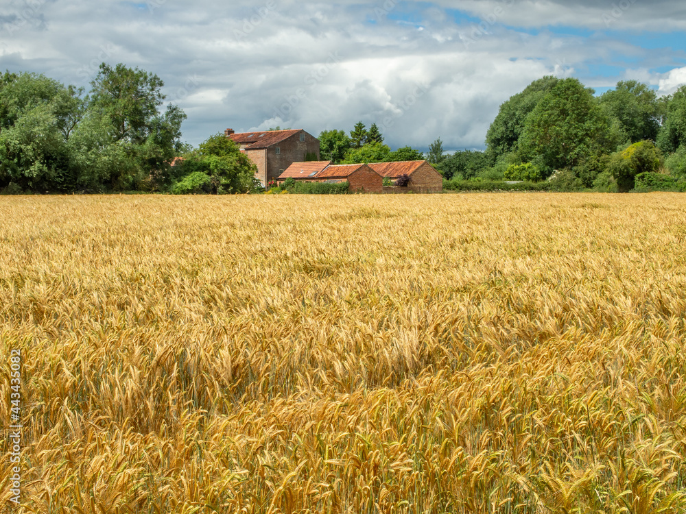 Golden field and brick buildings