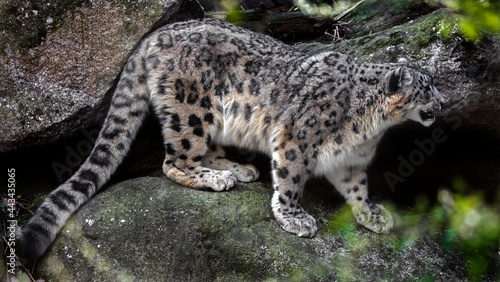 Snow leopard on the stone. Latin name - Uncia uncia 