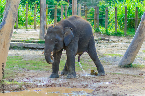 The Borneo Pigmy Elephant is the largest land mamal in Borneo. It can grow up to 2 - 2.5 m in height and weight up to 5400kg photo