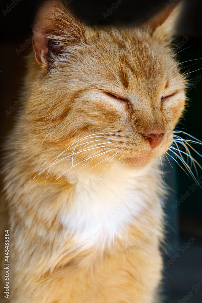 A close-up portrait of red street homeless cat on  dark background