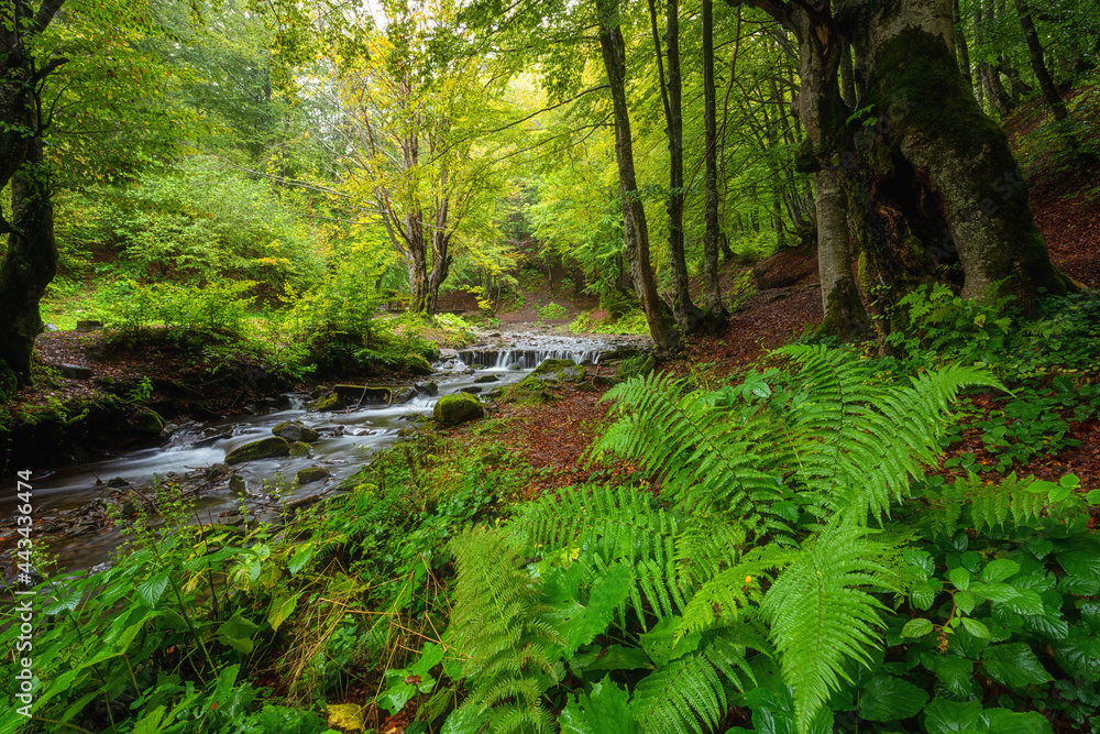 Amazing nature landscape, mountain creek in the green summer forest with fresh greenery after rain, outdoor travel background suitable for wallpaper, Pylypets, Zakarpattia, Ukraine