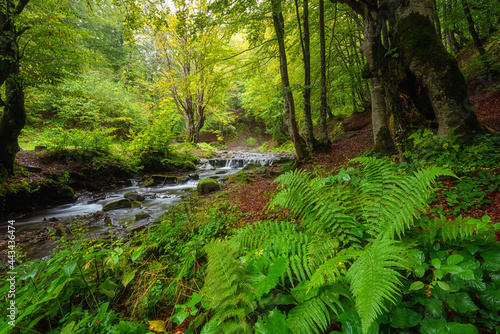 Amazing nature landscape, mountain creek in the green summer forest with fresh greenery after rain, outdoor travel background suitable for wallpaper, Pylypets, Zakarpattia, Ukraine