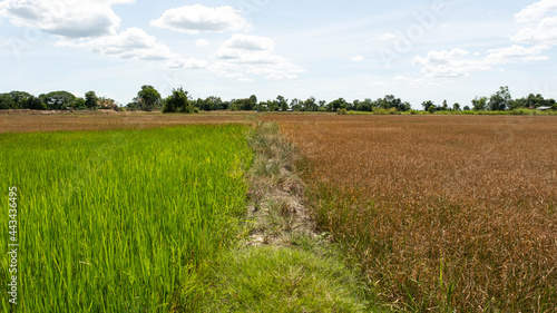 The two rice plants on the left side are still green  the right side is dying because of lack.