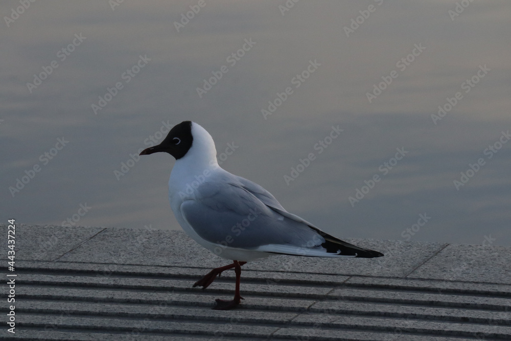 Fototapeta premium seagull on the pier