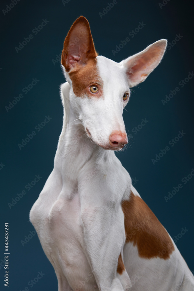 dog on blue background in the studio. portrait spanish greyhound, podenko ibitsenko