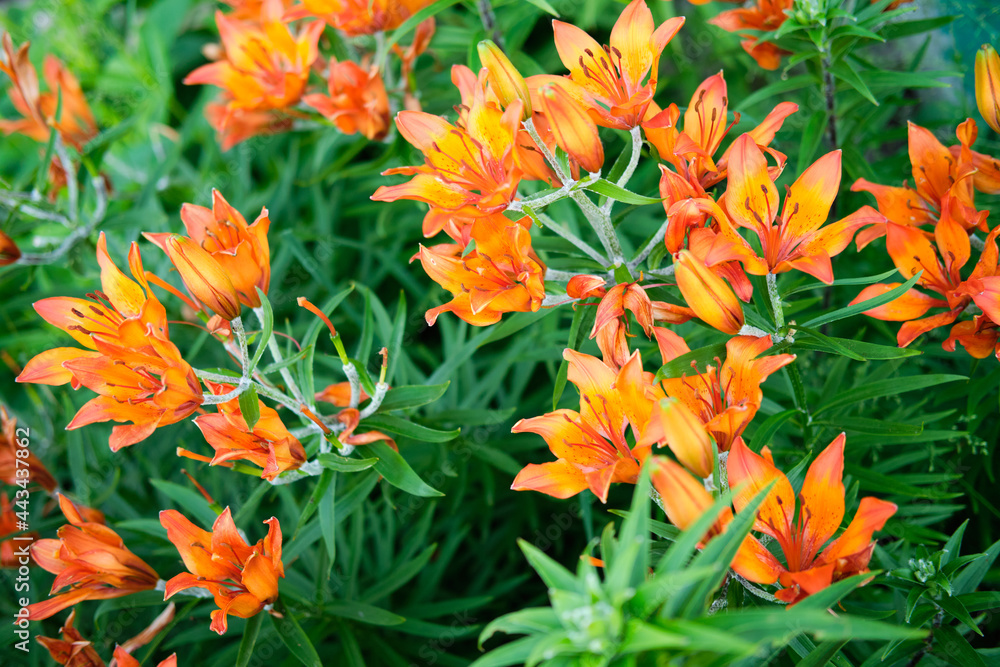 Orange lilies in the frame of green foliage Orange lilies in the frame of green foliage