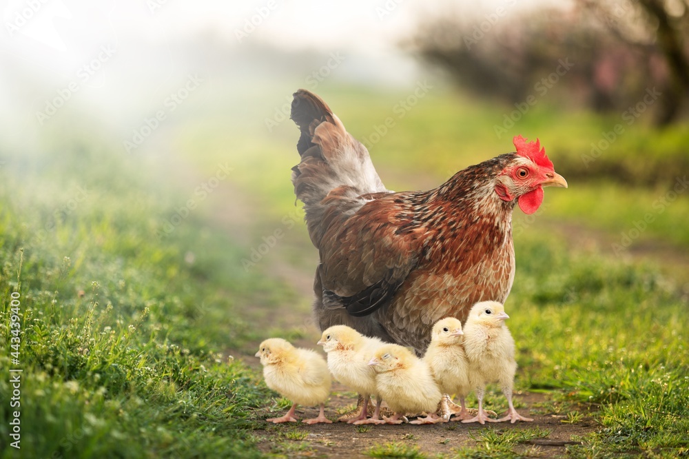 Εκτύπωση καμβά Poultry.