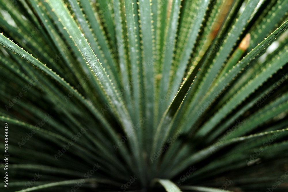 Fototapeta premium Cactus