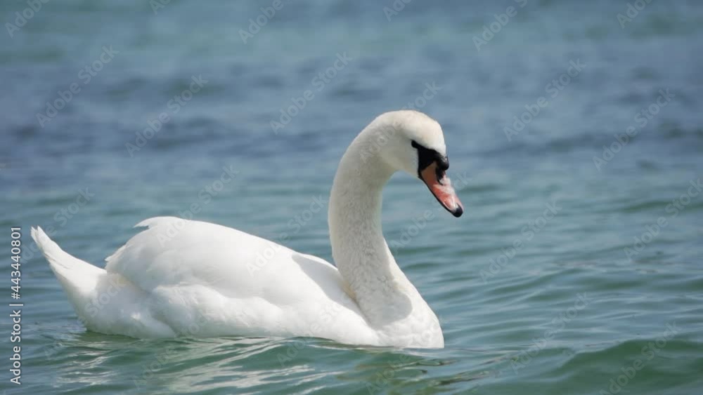A lone white swan floats on the lake. Wildlife. Close-up, slow motion, HD. A lone white swan floats on the lake. Wildlife. Close-up, slow motion, HD.