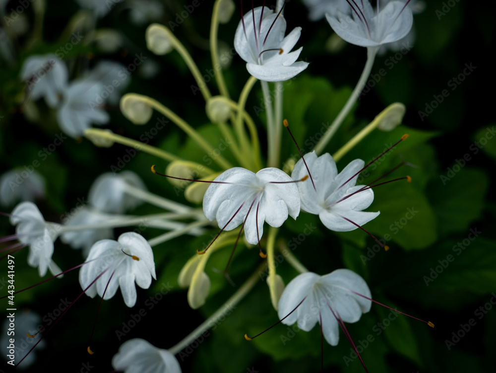 Bouquet of White Flowers Blooming with Red Pollen Bouquet of White Flowers Blooming with Red Pollen