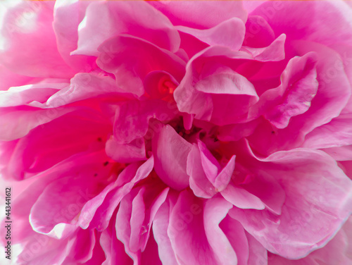 close up of a pink English rose © Thomas