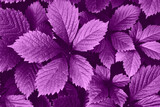 Bright purple grape leaves close-up. Beautiful artistic nature background