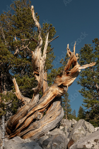Twisting Trunk of Bristlecone Pine Tree